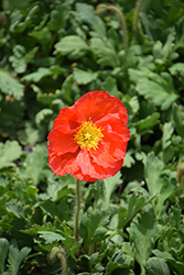 Champagne Bubbles Scarlet Poppy (Papaver nudicaule 'Champagne Bubbles Scarlet') at Parkland Garden Centre