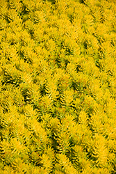 Gold Stonecrop (Sedum reflexum 'Gold') at Parkland Garden Centre