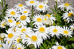 Carpet Angel Daisy (Leucanthemum x superbum 'Carpet Angel Daisy') at Parkland Garden Centre