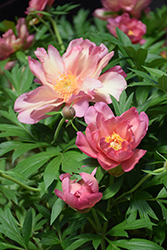 Julia Rose Peony (Paeonia 'Julia Rose') at Parkland Garden Centre