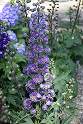 Highlander Bolero Larkspur (Delphinium 'Highlander Bolero') at Parkland Garden Centre