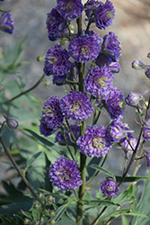 Highlander Bolero Larkspur (Delphinium 'Highlander Bolero') at Parkland Garden Centre