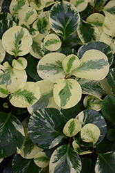 Variegated Baby Rubber Plant (Peperomia obtusifolia 'Variegata') at Parkland Garden Centre