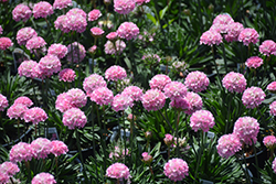 Dreameria Daydream False Sea Thrift (Armeria pseudarmeria 'Daydream') at Parkland Garden Centre