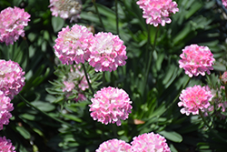 Dreameria Daydream False Sea Thrift (Armeria pseudarmeria 'Daydream') at Parkland Garden Centre