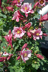 Kirigami Rose and Pink Columbine (Aquilegia caerulea 'Kirigami Rose and Pink') at Parkland Garden Centre