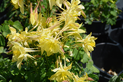 Kirigami Yellow Columbine (Aquilegia caerulea 'Kirigami Yellow') at Parkland Garden Centre