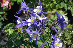 Kirigami Deep Blue and White Columbine (Aquilegia caerulea 'Kirigami Deep Blue and White') at Parkland Garden Centre