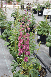 Highlander Flamenco Larkspur (Delphinium 'Highlander Flamenco') at Parkland Garden Centre