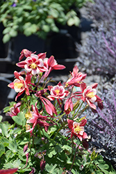 Kirigami Red and White Columbine (Aquilegia caerulea 'Kirigami Red and White') at Parkland Garden Centre