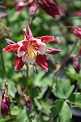 Kirigami Red and White Columbine (Aquilegia caerulea 'Kirigami Red and White') at Parkland Garden Centre