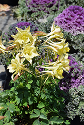 Kirigami Yellow Columbine (Aquilegia caerulea 'Kirigami Yellow') at Parkland Garden Centre