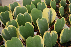 Variegated Sweetheart Plant (Hoya kerrii 'Variegata') at Parkland Garden Centre