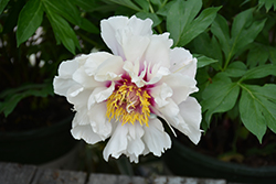 Cora Louise Peony (Paeonia 'Cora Louise') at Parkland Garden Centre