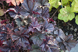 Obsidian Coral Bells (Heuchera 'Obsidian') at Parkland Garden Centre