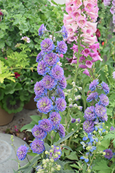 Highlander Sweet Sensation Larkspur (Delphinium 'Highlander Sweet Sensation') at Parkland Garden Centre