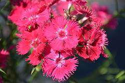 Rockin' Rose Pinks (Dianthus 'PAS1350215') at Parkland Garden Centre