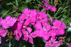 Rockin' Purple Pinks (Dianthus 'PAS1350219') at Parkland Garden Centre