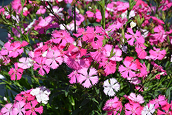 Rockin' Pink Magic Pinks (Dianthus 'PAS1350217') at Parkland Garden Centre