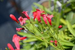 Pristine Scarlet Beardtongue (Penstemon barbatus 'Pristine Scarlet') at Parkland Garden Centre