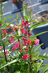 Pristine Deep Rose Beardtongue (Penstemon barbatus 'Pristine Deep Rose') at Parkland Garden Centre