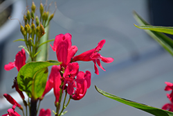 Pristine Deep Rose Beardtongue (Penstemon barbatus 'Pristine Deep Rose') at Parkland Garden Centre