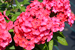 Luminary Sunset Coral Garden Phlox (Phlox paniculata 'Sunset Coral') at Parkland Garden Centre