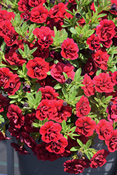 Superbells Double Ruby Calibrachoa (Calibrachoa 'USCAL83901') at Parkland Garden Centre