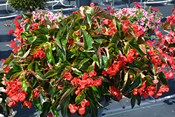 Dragon Wing Red Begonia (Begonia 'Dragon Wing Red') at Parkland Garden Centre