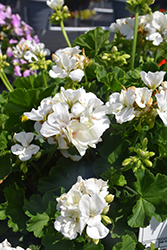 Dynamo White Geranium (Pelargonium 'Dynamo White') at Parkland Garden Centre