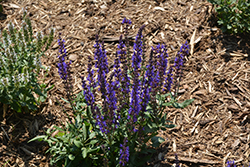 Spring King Mini Meadow Sage (Salvia nemorosa 'Spring King Mini') at Parkland Garden Centre