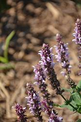 Salute Light Pink Meadow Sage (Salvia nemorosa 'Salute Light Pink') at Parkland Garden Centre