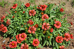 SpinTop Red Blanket Flower (Gaillardia aristata 'SpinTop Red') at Parkland Garden Centre