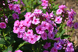 Luminary Prismatic Pink Tall Garden Phlox (Phlox paniculata 'Prismatic Pink') at Parkland Garden Centre