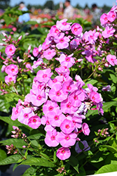 Luminary Prismatic Pink Tall Garden Phlox (Phlox paniculata 'Prismatic Pink') at Parkland Garden Centre