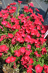 Beauties Tyra Pinks (Dianthus 'HILBEATYR') at Parkland Garden Centre