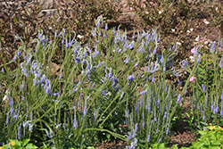 Blue Skywalker Speedwell (Veronica 'Blue Skywalker') at Parkland Garden Centre