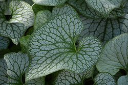 Sterling Silver Bugloss (Brunnera macrophylla 'Sterling Silver') at Parkland Garden Centre