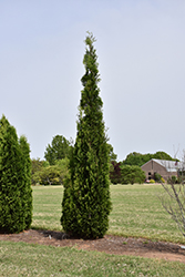 Thin Man Arborvitae (Thuja occidentalis 'SMTOTM') at Parkland Garden Centre