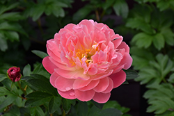 Pink Hawaiian Coral Peony (Paeonia 'Pink Hawaiian Coral') at Parkland Garden Centre