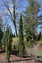 Sting Arborvitae (Thuja occidentalis 'SMNTOO') at Parkland Garden Centre