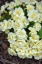 BELARINA CREAM Primrose (Primula vulgaris 'Kerbelcrem') at Parkland Garden Centre