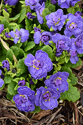 BELARINA Amethyst Ice Primrose (Primula vulgaris 'Kerbelpicotee') at Parkland Garden Centre