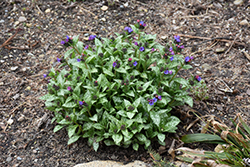 Spot On Lungwort (Pulmonaria 'Spot On') at Parkland Garden Centre