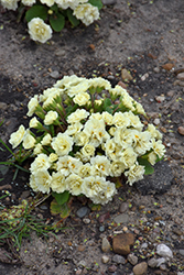 BELARINA CREAM Primrose (Primula vulgaris 'Kerbelcrem') at Parkland Garden Centre