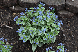 Sterling Silver Bugloss (Brunnera macrophylla 'Sterling Silver') at Parkland Garden Centre