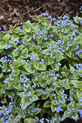 Sterling Silver Bugloss (Brunnera macrophylla 'Sterling Silver') at Parkland Garden Centre