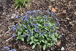 Pink-A-Blue Lungwort (Pulmonaria 'Pink-A-Blue') at Parkland Garden Centre