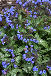 Pink-A-Blue Lungwort (Pulmonaria 'Pink-A-Blue') at Parkland Garden Centre