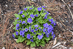 BELARINA Amethyst Ice Primrose (Primula vulgaris 'Kerbelpicotee') at Parkland Garden Centre